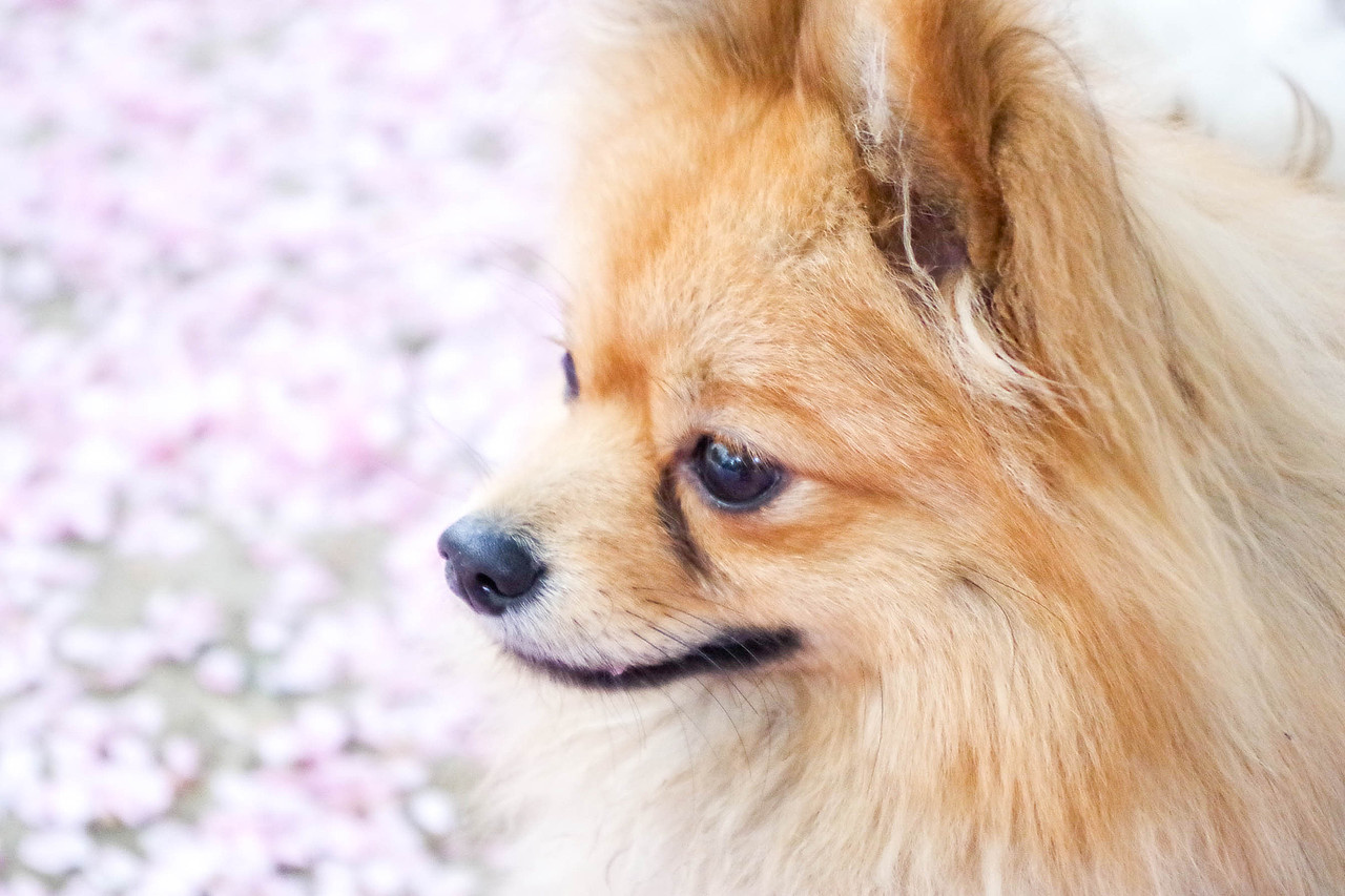 给自家狗子们的小画（图ZODMzNDQzOTY=） - 商业插画 - 站酷设计师清寂泽原创素材 - 站酷ZCOOL