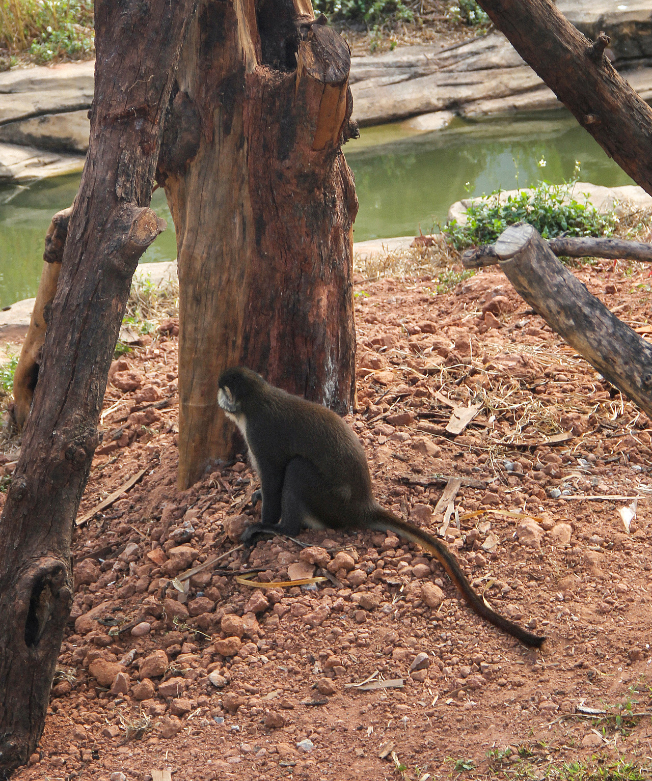 万物可爱（图ZMTk5OTY3NjAw） - 宠物摄影 - 站酷设计师小红帽JN原创素材 - 站酷ZCOOL