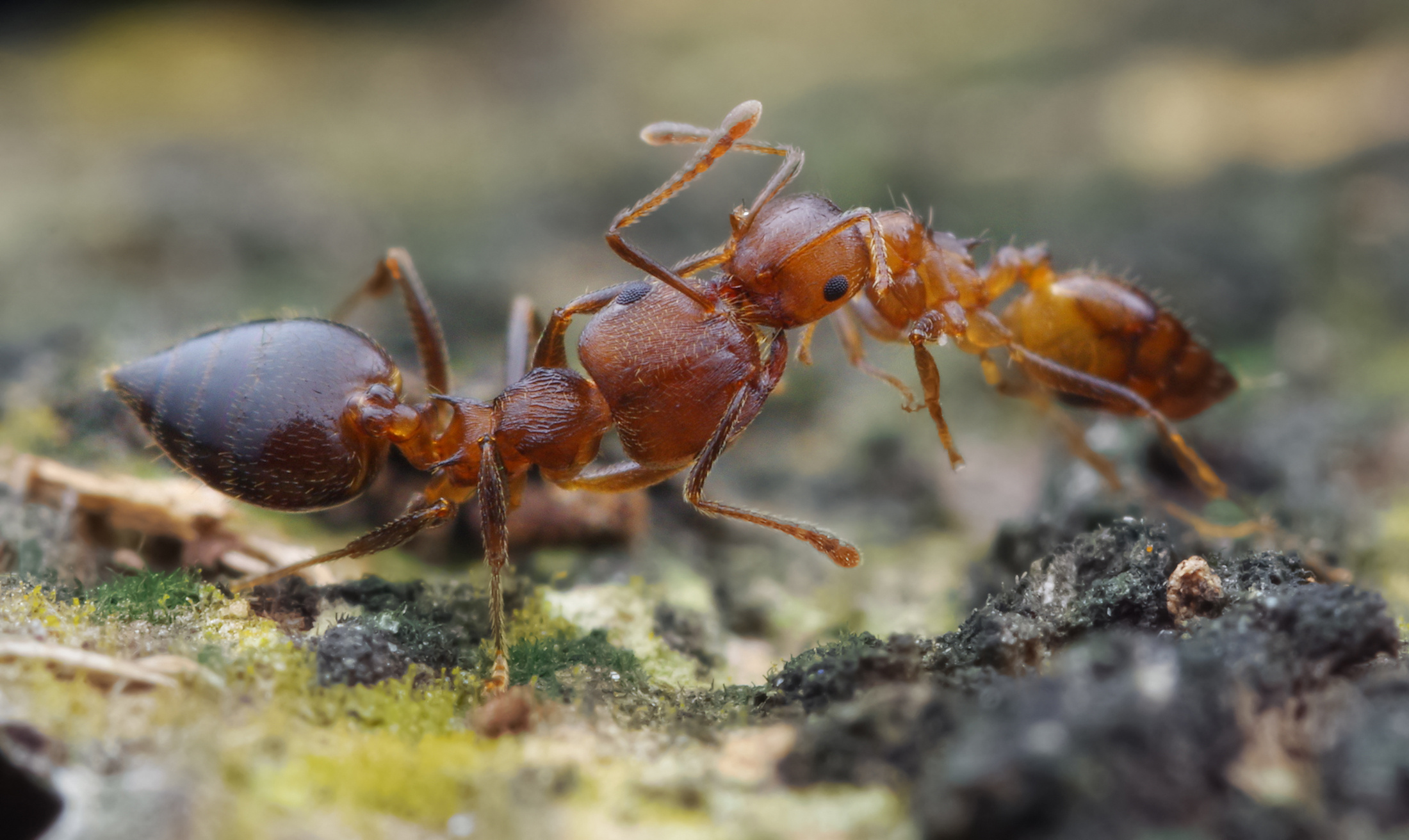 一对举尾蚁在打架