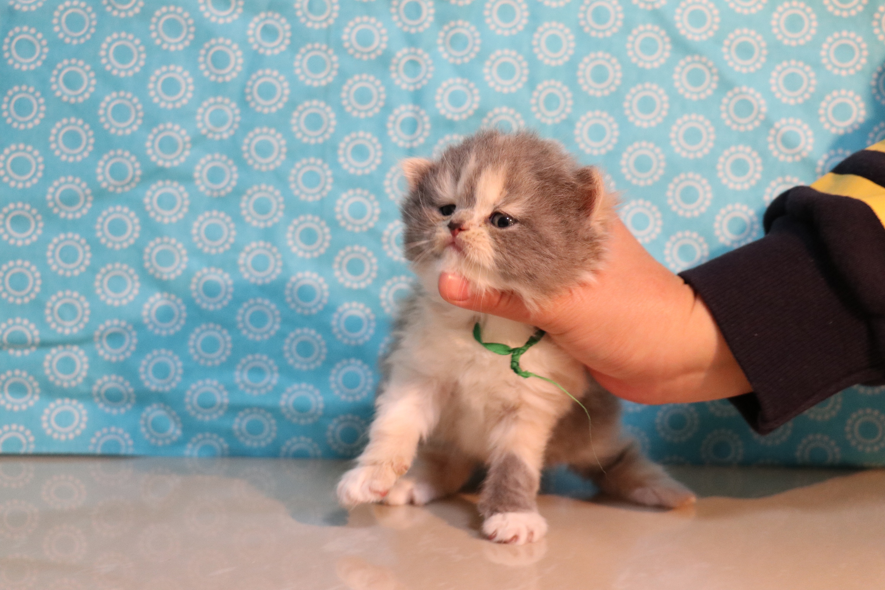 0102三花-母-长毛-610g-710g-橙#35河南