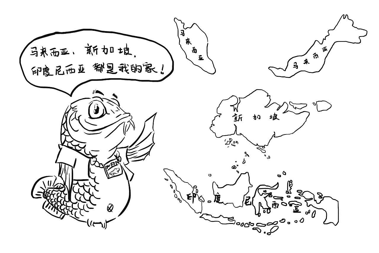 極魚-龍魚漫畫插圖【手繪性科普】（圖ZMTQ3Mjg1ODIw） - 商業(yè)插畫 - 站酷設計師一顆白菜啊原創(chuàng)素材 - 站酷ZCOOL
