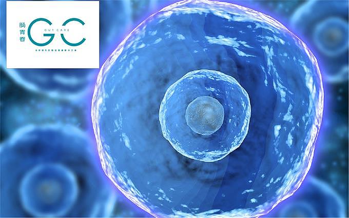 中康长和肠青春计划：肠道健康