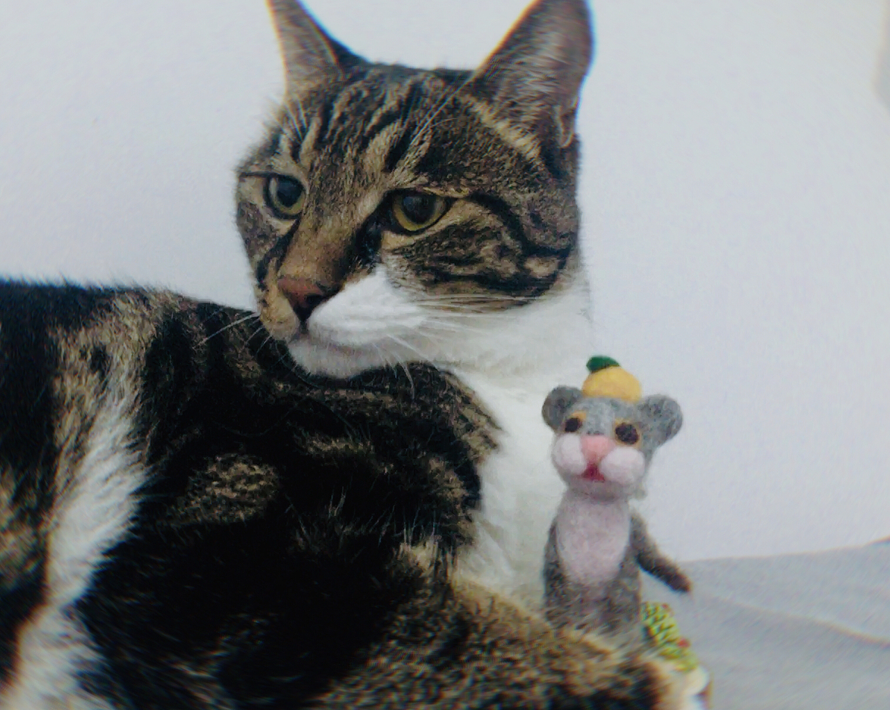 羊毛毡——猫毛有了新去处