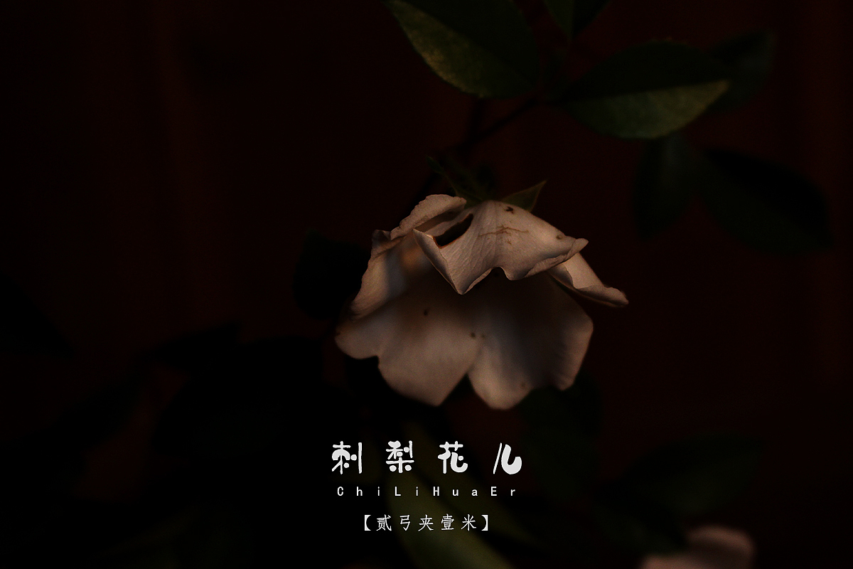 【贰弓夹壹米】刺梨花，好看带刺。（图ZNzc2NTI3MzY=） - 人文/纪实摄影 - 站酷设计师Roadarmor9原创素材 - 站酷ZCOOL