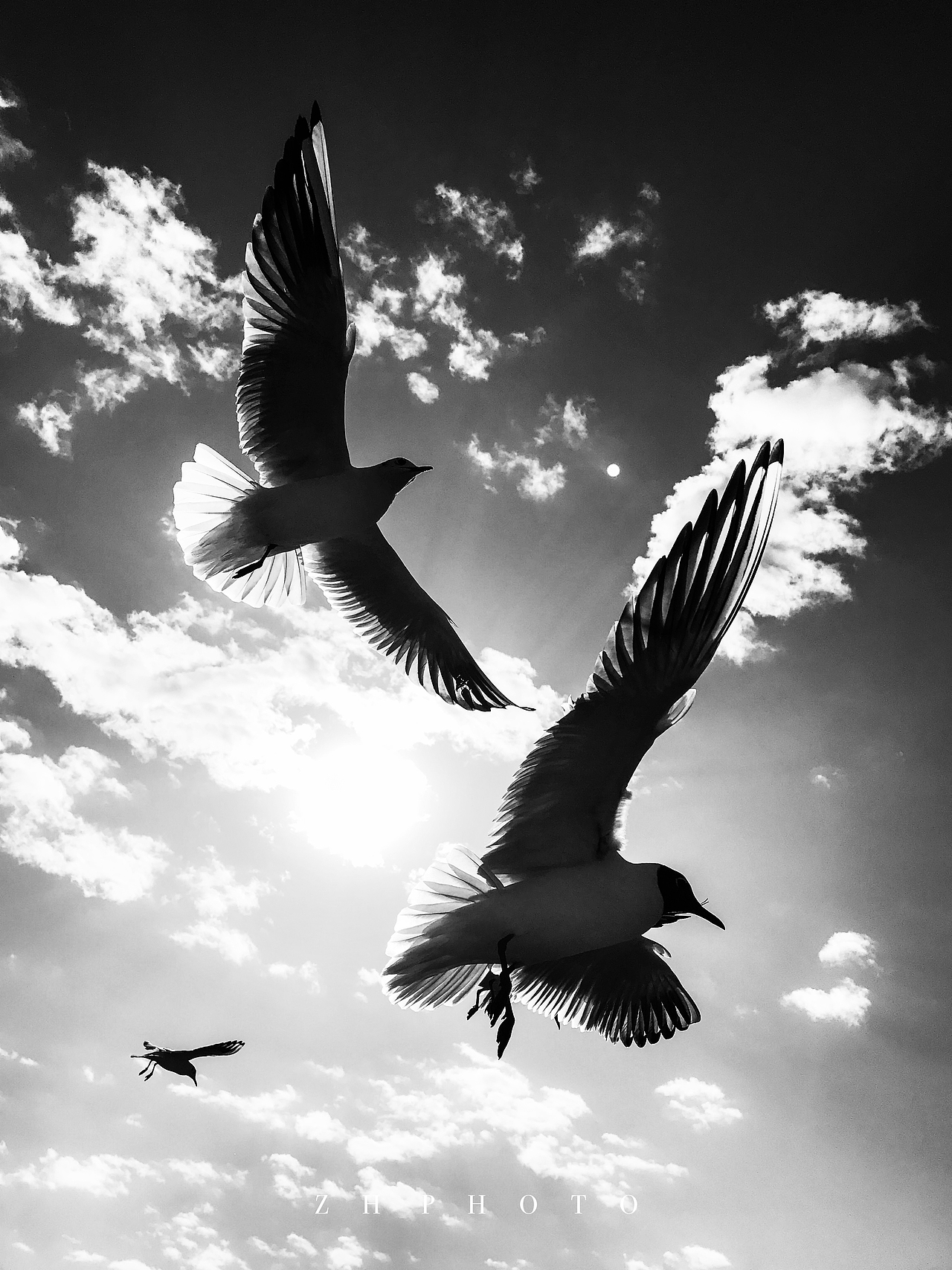 大理红嘴鸥手机拍摄（图ZMTk1NzI3NzU2） - 宠物摄影 - 站酷设计师MM函原创素材 - 站酷ZCOOL