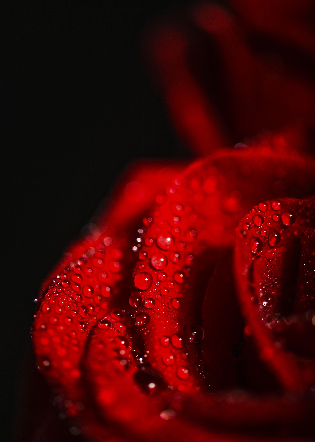 花卉红玫瑰拍摄