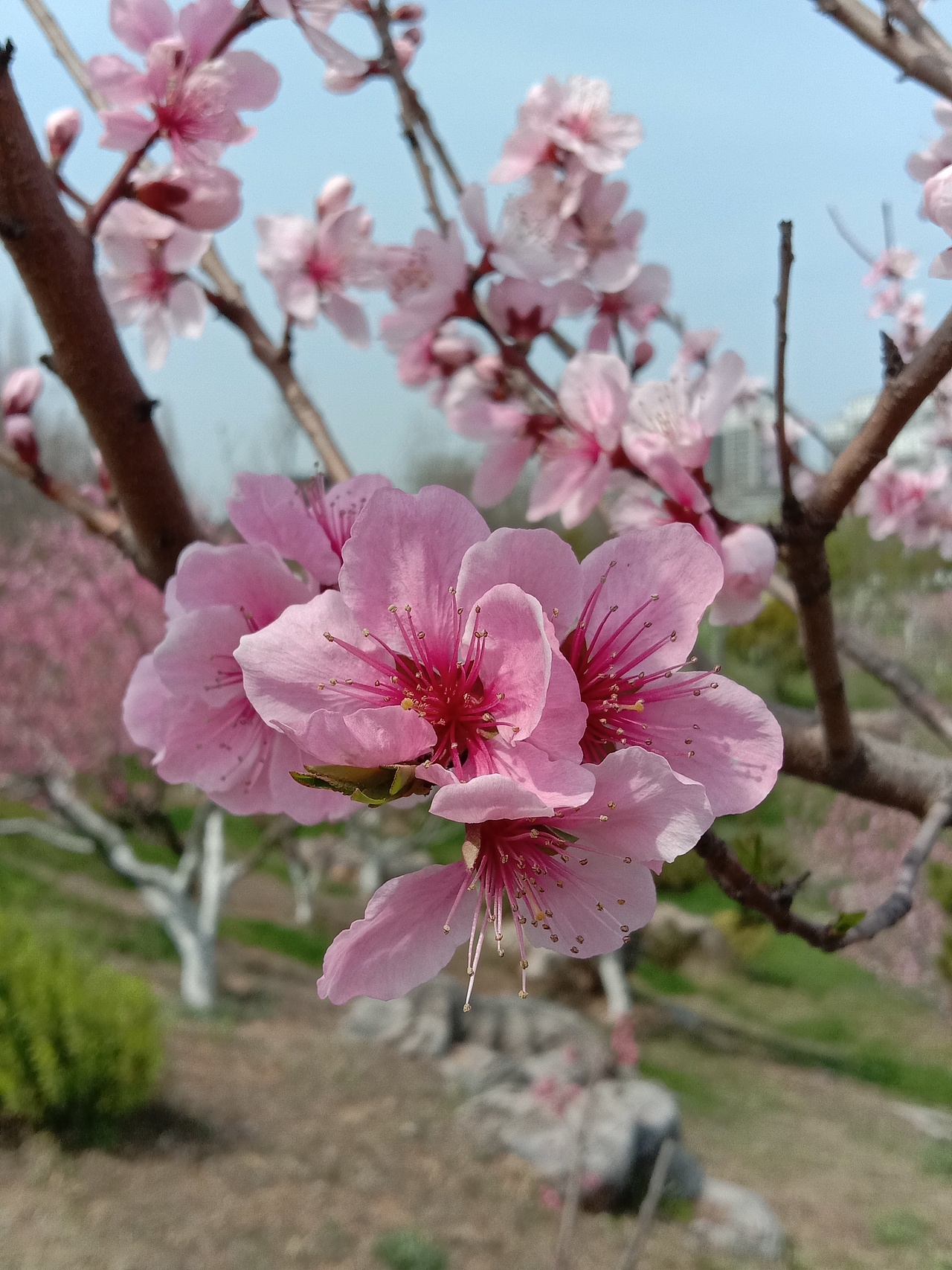 春息（圖ZMjA0MzU3OTQw） - 風光攝影 - 站酷設(shè)計師檸檬小店原創(chuàng)素材 - 站酷ZCOOL