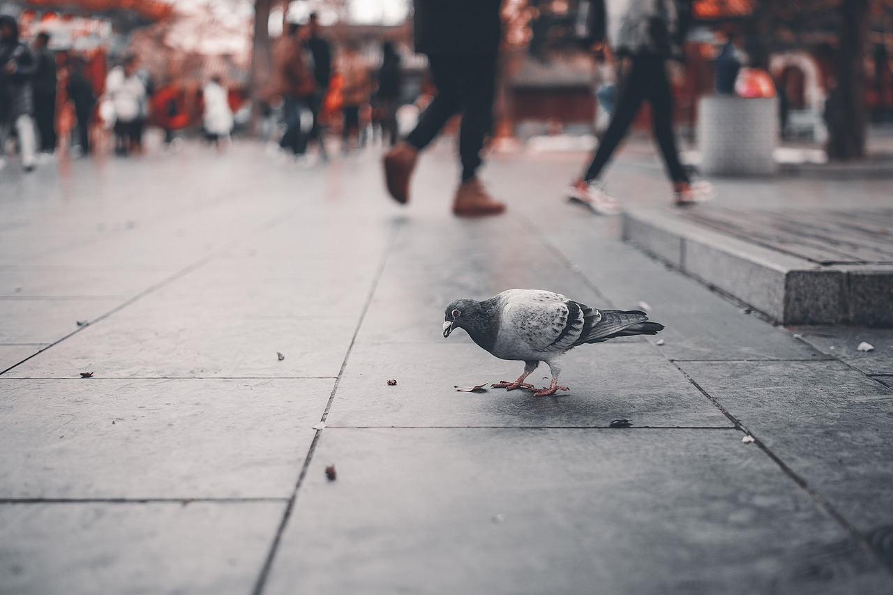 雍和宫---2019初雪
