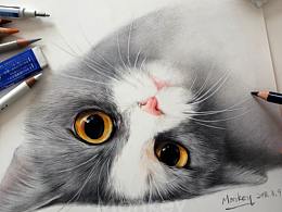猫狗