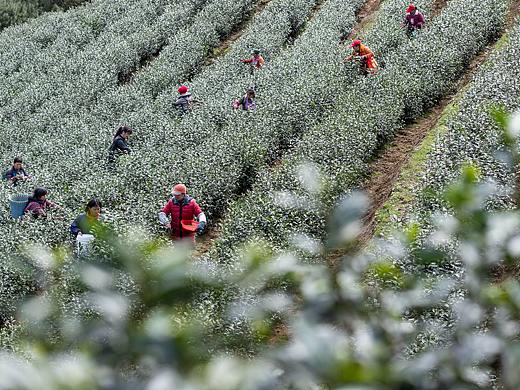 重庆南川:正月采早茶忙增收