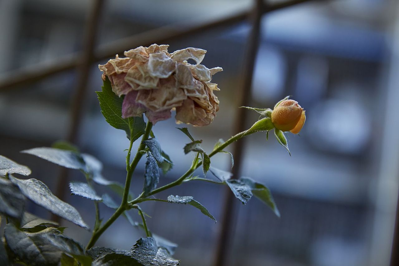 花开堪折直须折 莫待无花空折枝的意思（图ZMzM4MDUwMDk2） - 风光摄影 - 站酷设计师Amy_Wan0321原创素材 - 站酷ZCOOL