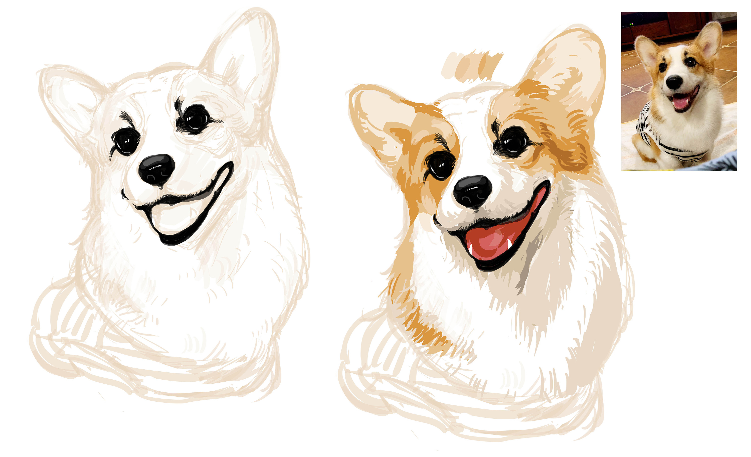 a · 萌宠绘]柯基-欧拉|插画|商业插画|amyaaa - 原创作品 - 站酷