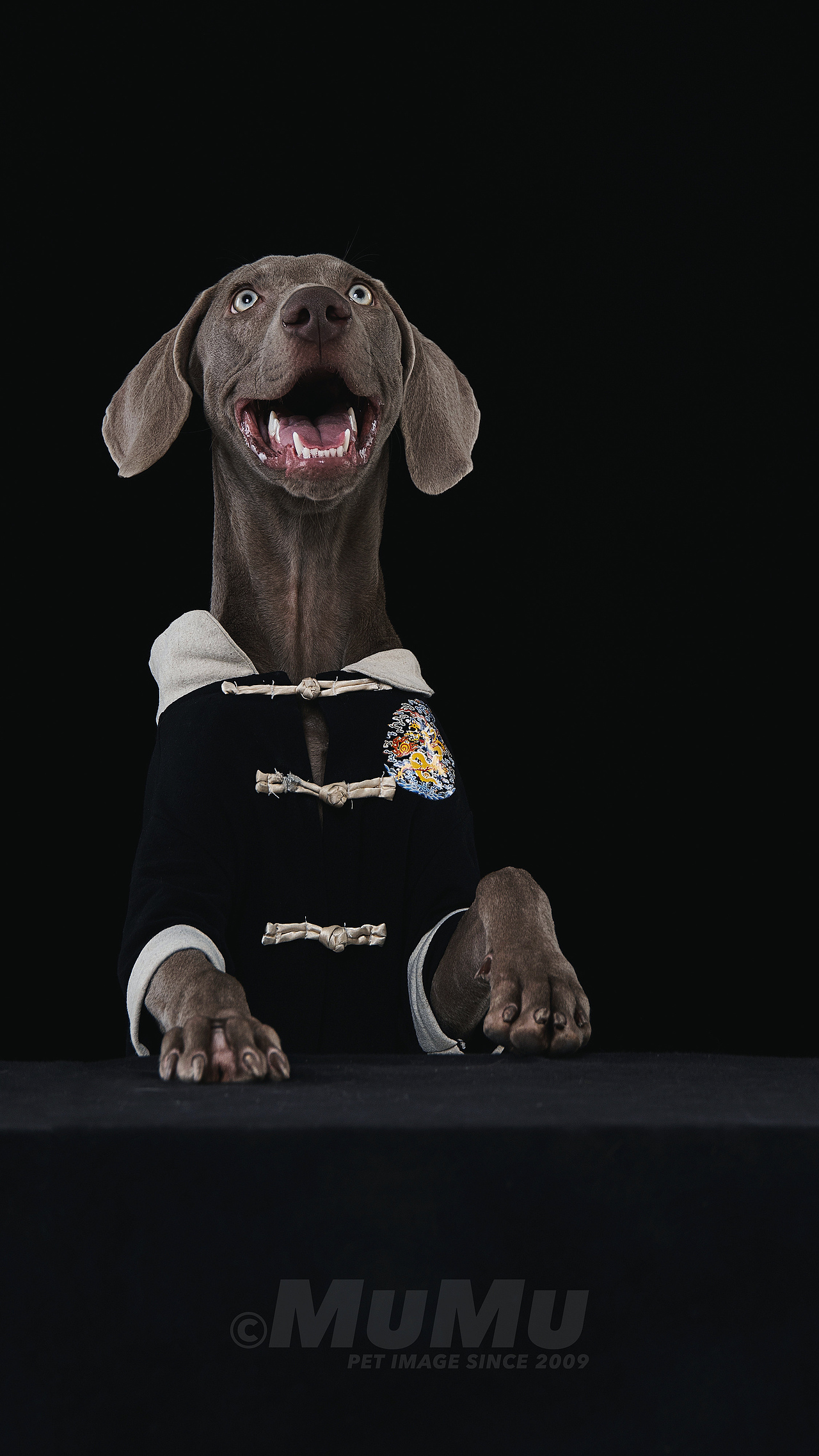 穆牧摄影-宠物摄影(2020总结1)