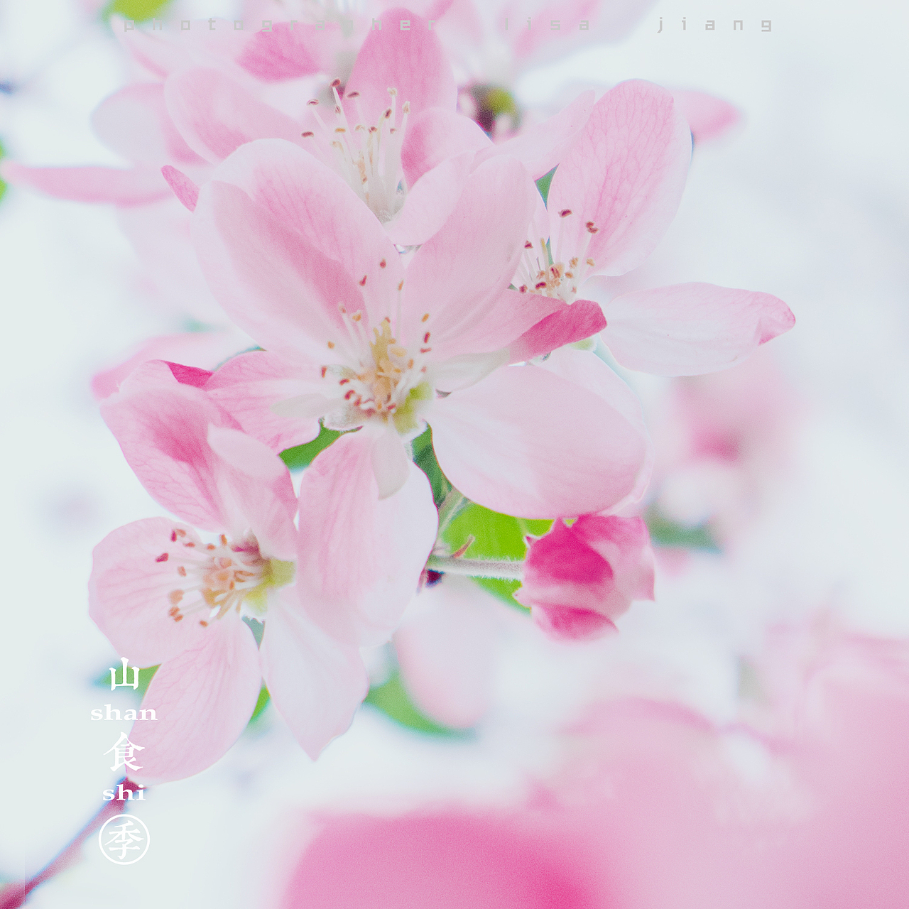 小品四季（图ZMTA4NTgyNjcy） - 产品摄影 - 站酷设计师挲lisa原创素材 - 站酷ZCOOL