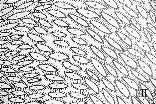 此系列的50幅大型布面作品，是草间弥生在2004年到2007年期间，用马克笔所画的，之后再制作成丝网印刷品。
