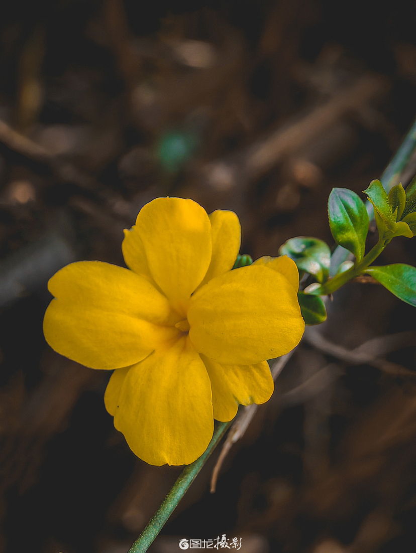 随春（手机摄影）（图ZMzM0NDE2MTYw） - 风光摄影 - 站酷设计师图龙摄影原创素材 - 站酷ZCOOL