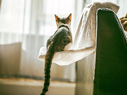 相思猫