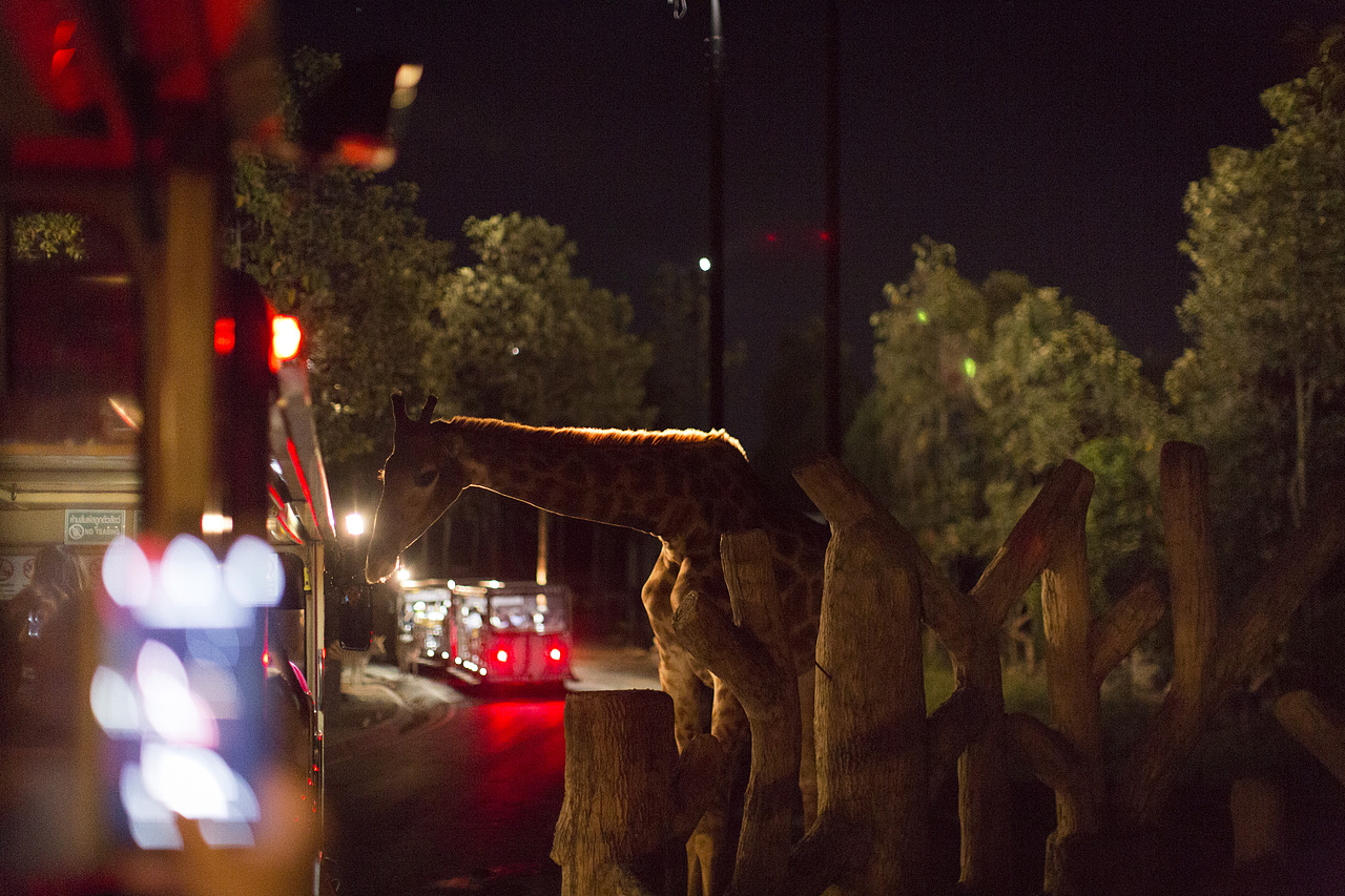 泰国旅拍_Day3_2_夜间动物园（图ZOTM3ODU3ODg=） - 人文/纪实摄影 - 站酷设计师楦梓原创素材 - 站酷ZCOOL