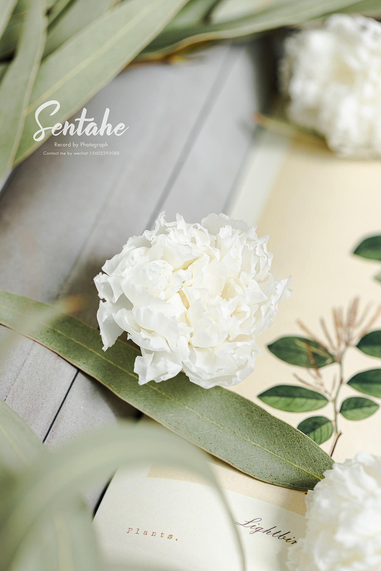 摄影 | 是春天啊 生活应该充满着希望 永生花拍摄