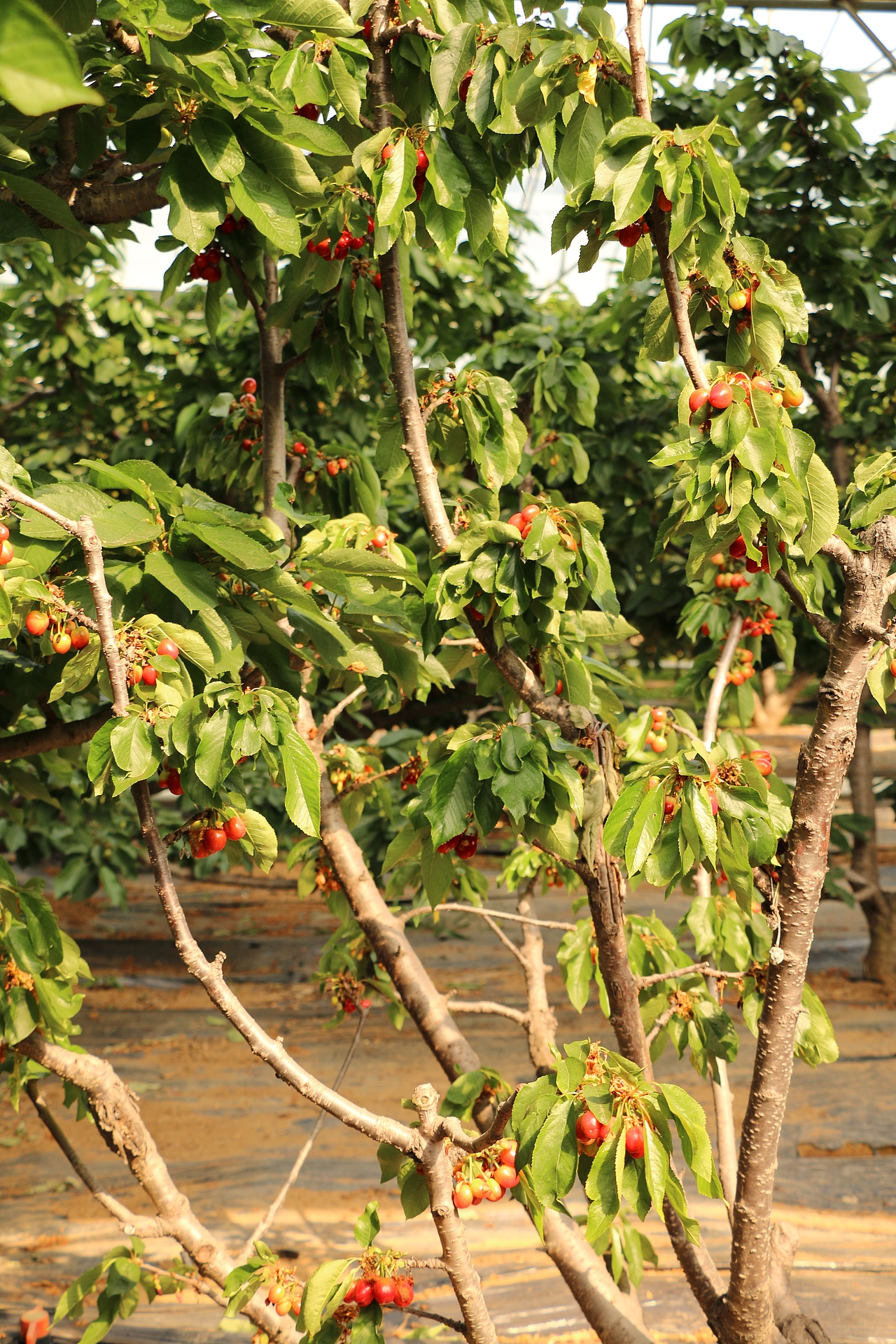 这颗樱桃树占据阳光充足的地理位置优势,已经挂满了小红灯笼啦.