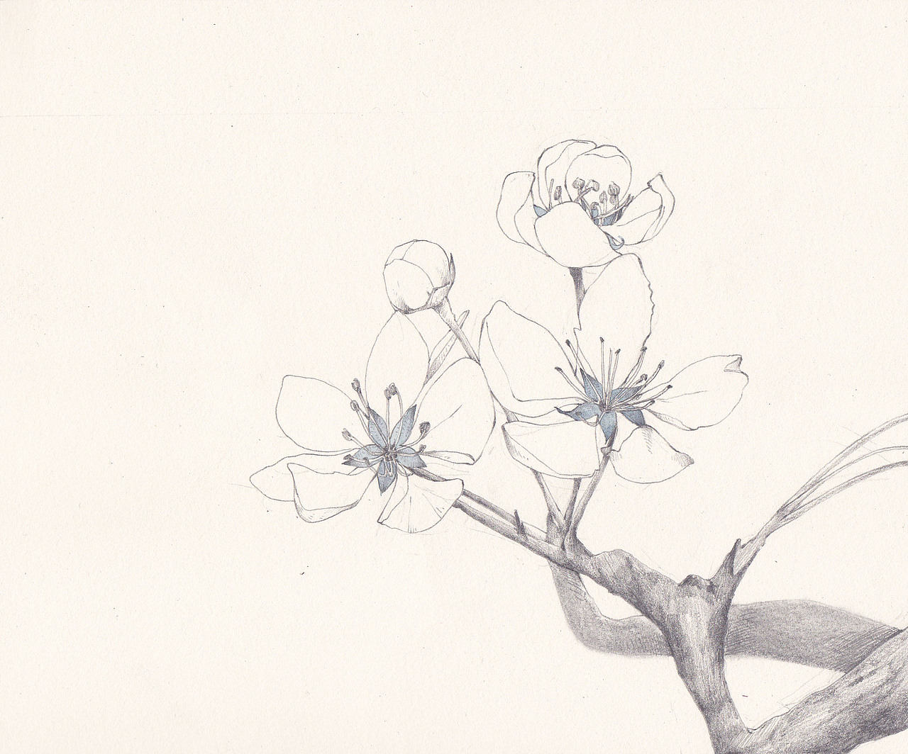 素描（图ZMTAyMDYzMDQw） - 创作习作 - 站酷设计师桔芊原创素材 - 站酷ZCOOL