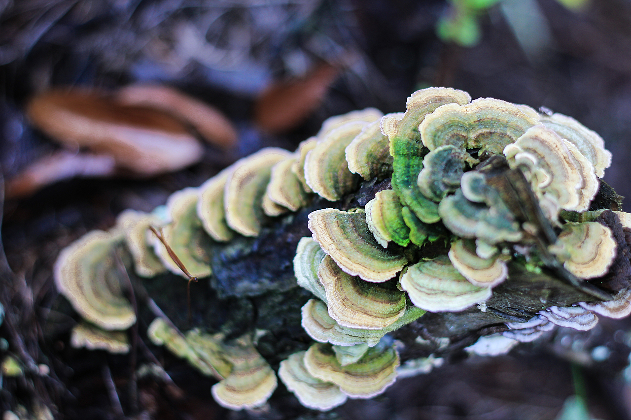 云南野生菌（图ZODU2MTgwNDQ=） - 产品摄影 - 站酷设计师吴赟wly原创素材 - 站酷ZCOOL