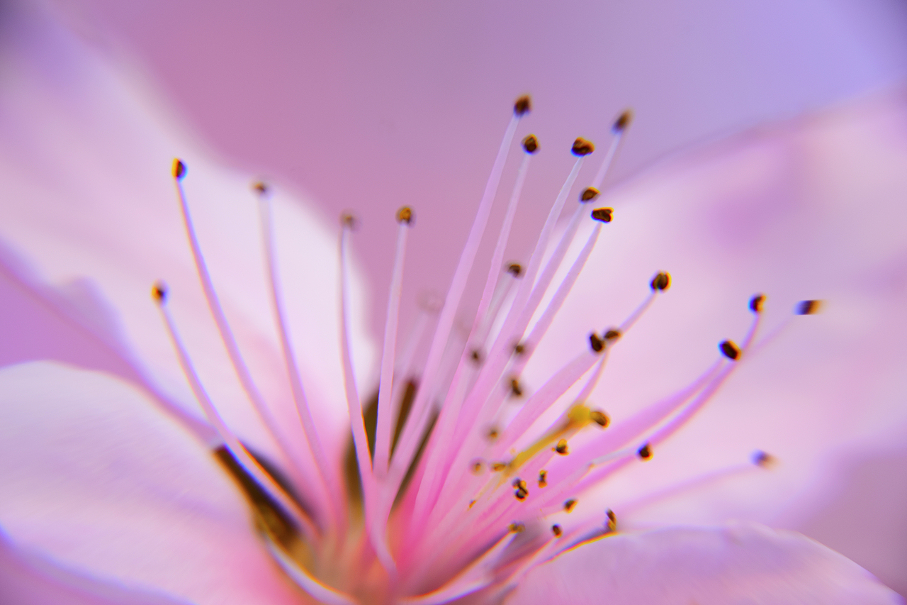 美艳桃花（图ZMjAxMTU1Mzcy） - 产品摄影 - 站酷设计师Z03188214原创素材 - 站酷ZCOOL