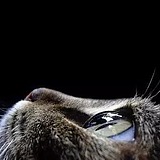 猫眼儿的头像
