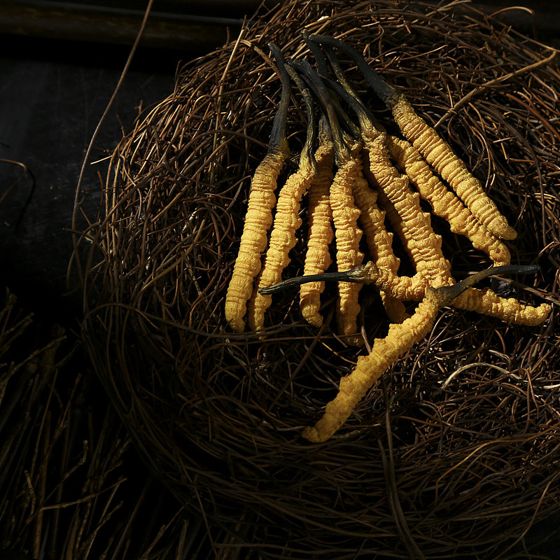 中药材拍摄 冬虫夏草（图ZMTA4ODk0MDA4） - 产品摄影 - 站酷设计师麦子186原创素材 - 站酷ZCOOL