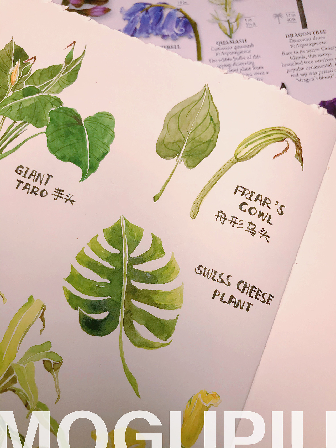 蘑菇PIU的自然笔记 关于春天 关于花开