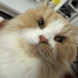 绿藻多多的头像