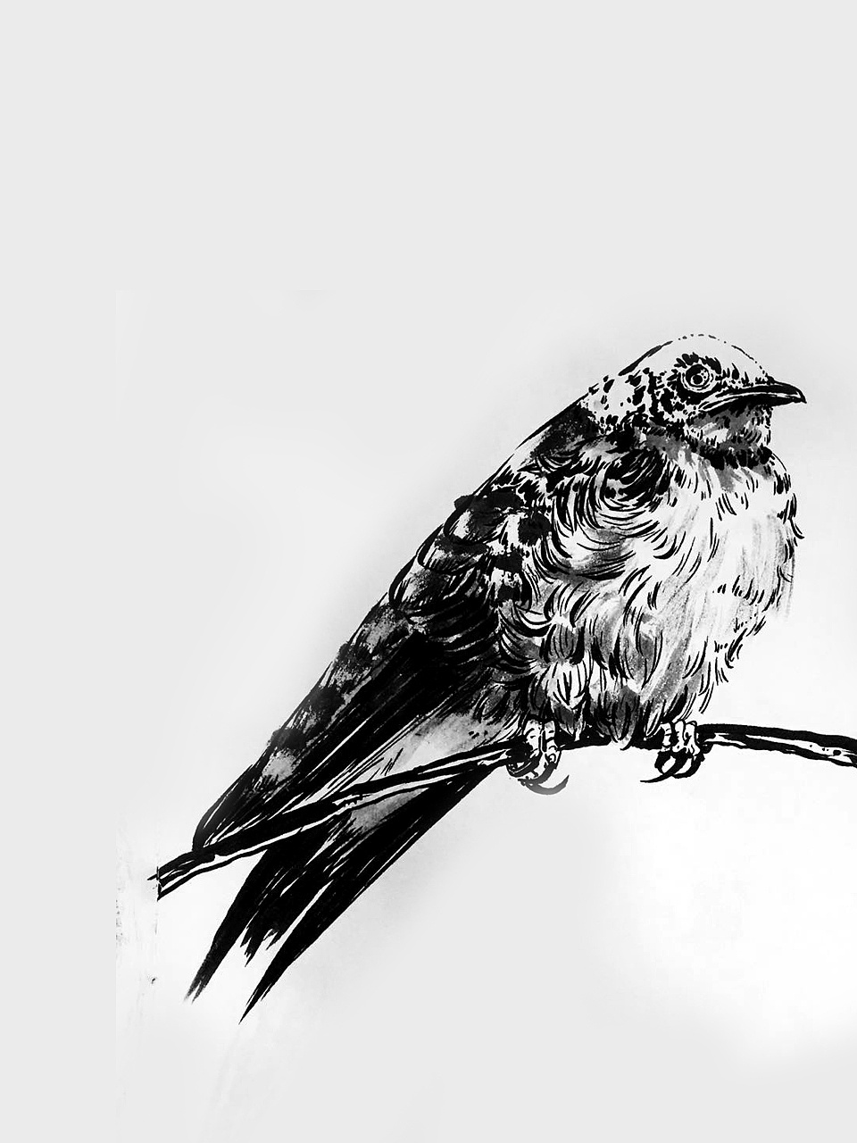 花-鸟|纯艺术|绘画|嘿布朗 - 原创作品 - 站酷 (zcool)