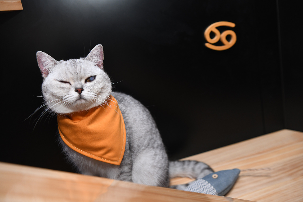 猫店长驾到!!!