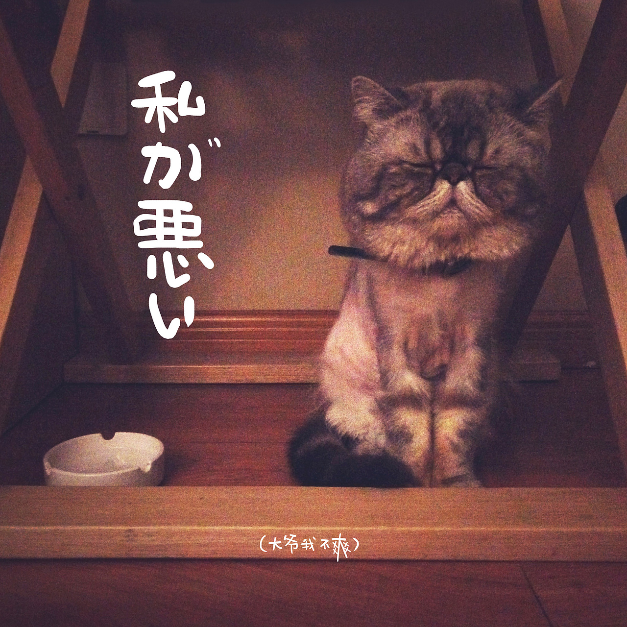 拜基大爷近况（图ZMTgwOTAyMTI=） - 宠物摄影 - 站酷设计师漫画猫朱新南原创素材 - 站酷ZCOOL