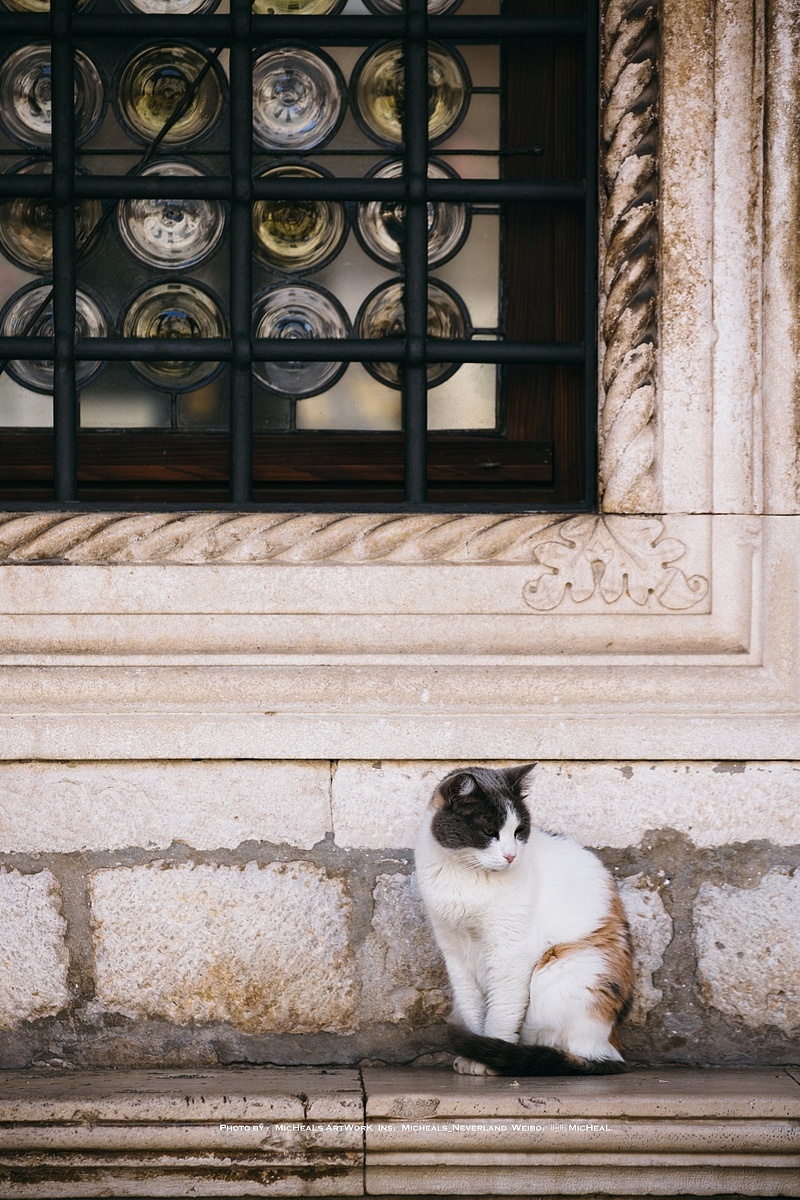 总督府的外窗，喵砸看起来凶凶的，我想大概是人多的关系吧……看到眼神我就决定这只暂时不要上去摸比较好……