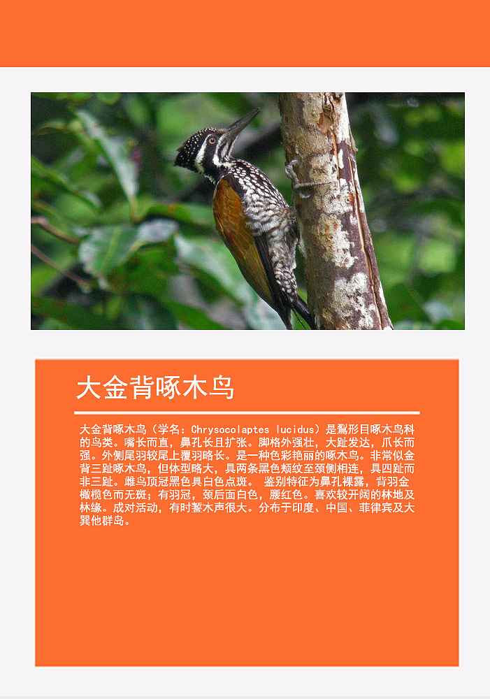 鸟类画册2（图ZMTMzMDg0NjQ4） - 书籍/画册 - 站酷设计师浅墨幺幺原创素材 - 站酷ZCOOL