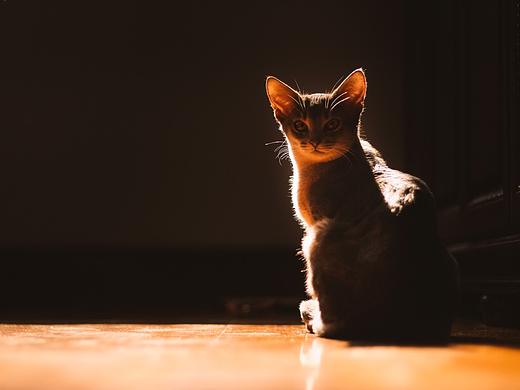 【均木纪实宠物摄影】 独特的喵星人--阿比西尼亚猫