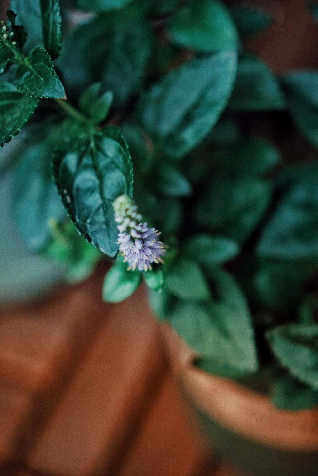 那些花儿（图ZMTc0NzAyNDQ4） - 人文/纪实摄影 - 站酷设计师rinoa33原创素材 - 站酷ZCOOL