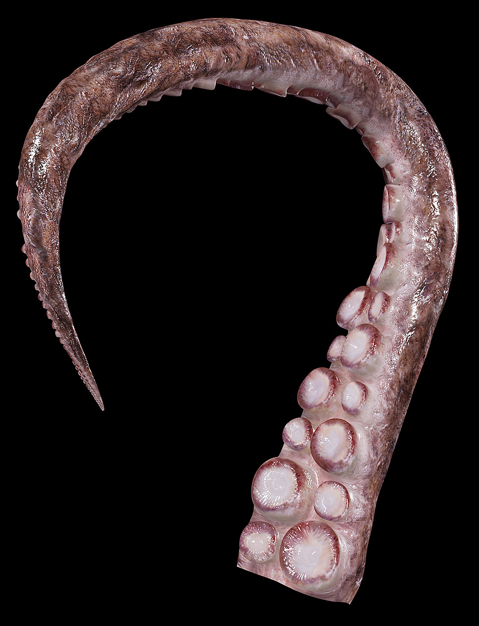 章鱼octopus cg 三维