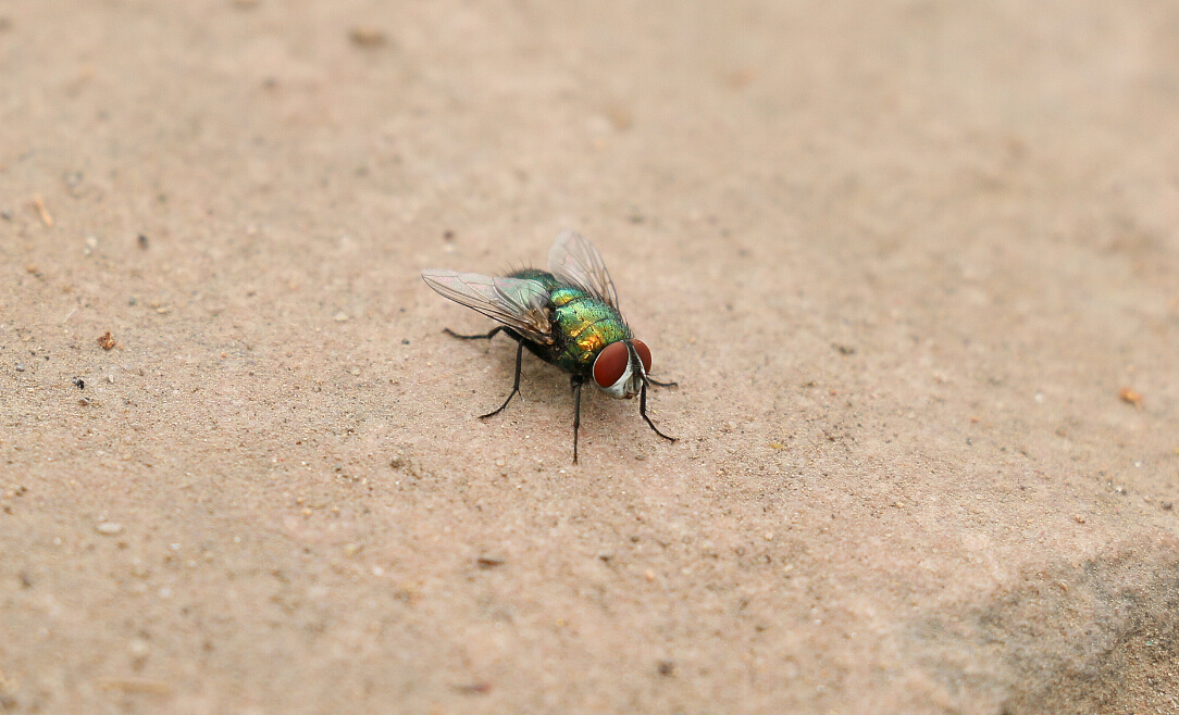 一只苍蝇的特写