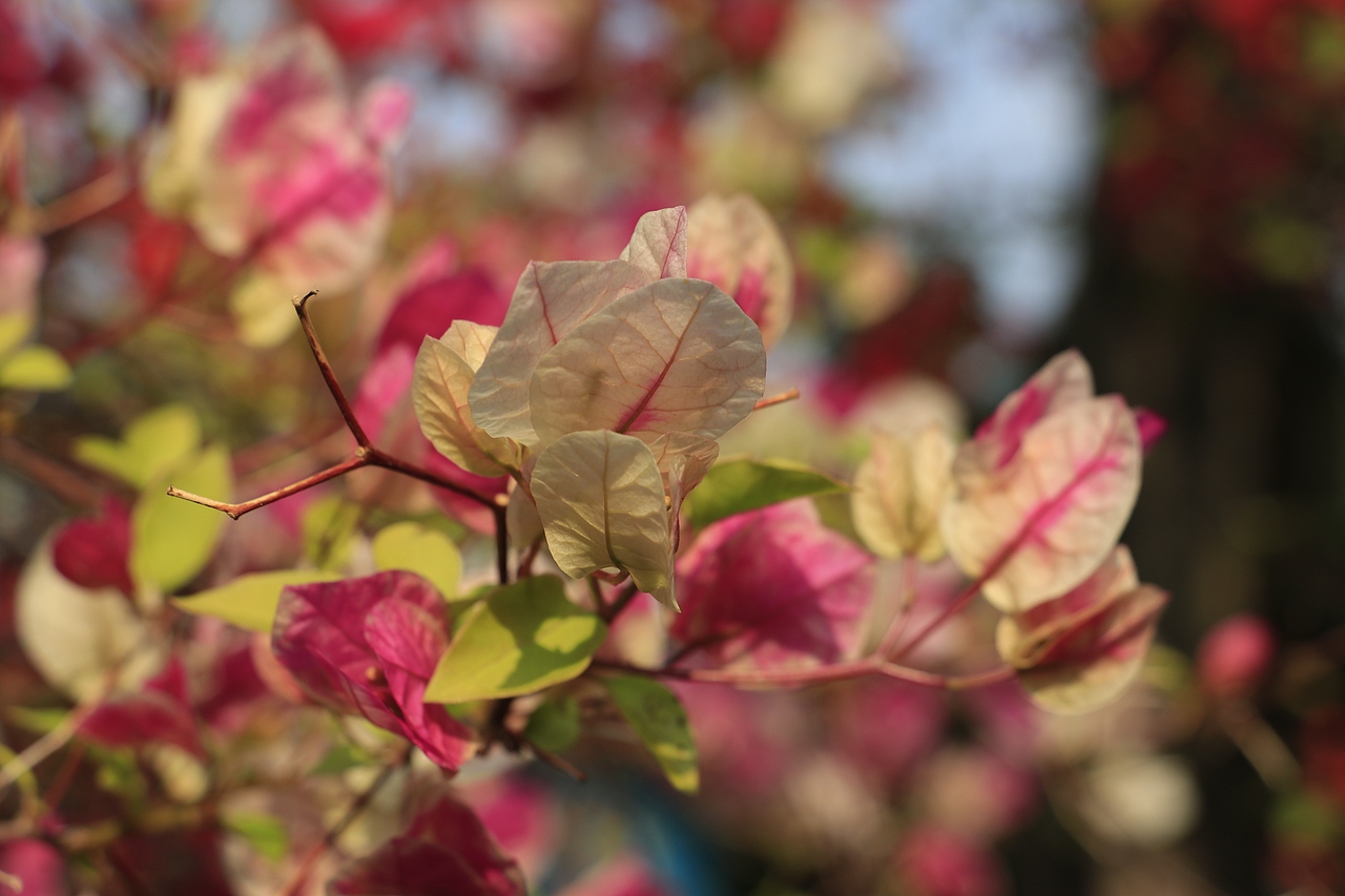 东湖公园之偶遇鸟趣&猫咪（图ZMjQzNjUwODEy） - 风光摄影 - 站酷设计师飞天猪猫原创素材 - 站酷ZCOOL