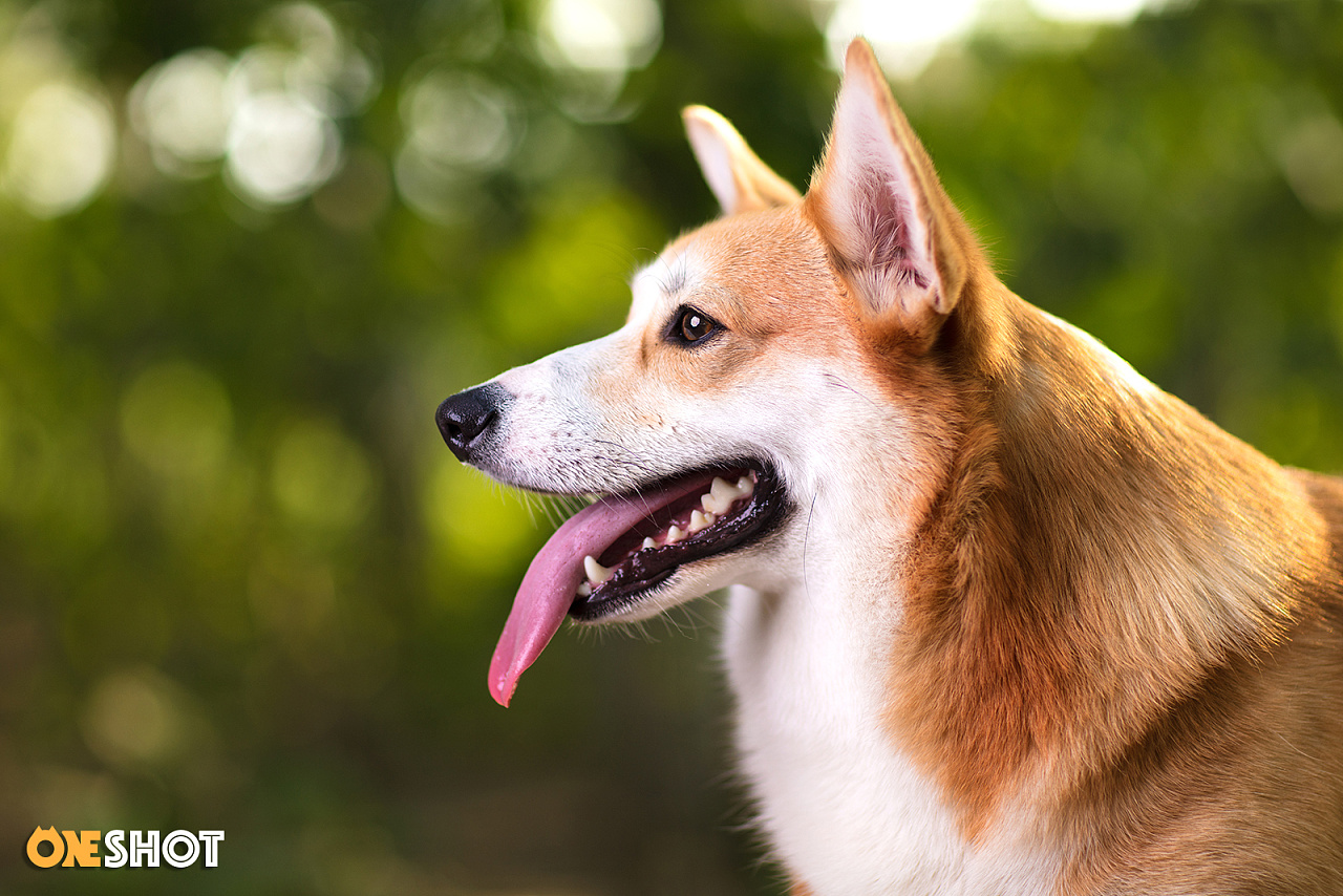 宠物摄影丨一只超级恋家的柯基-米格