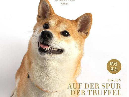小柴犬