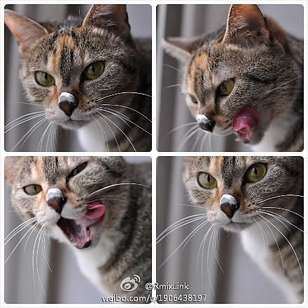 #晒喵季#我很想念你们。（图ZMjU3MDUzOTY=） - 宠物摄影 - 站酷设计师link55941793原创素材 - 站酷ZCOOL