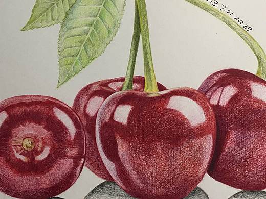 彩铅水果系列-樱桃