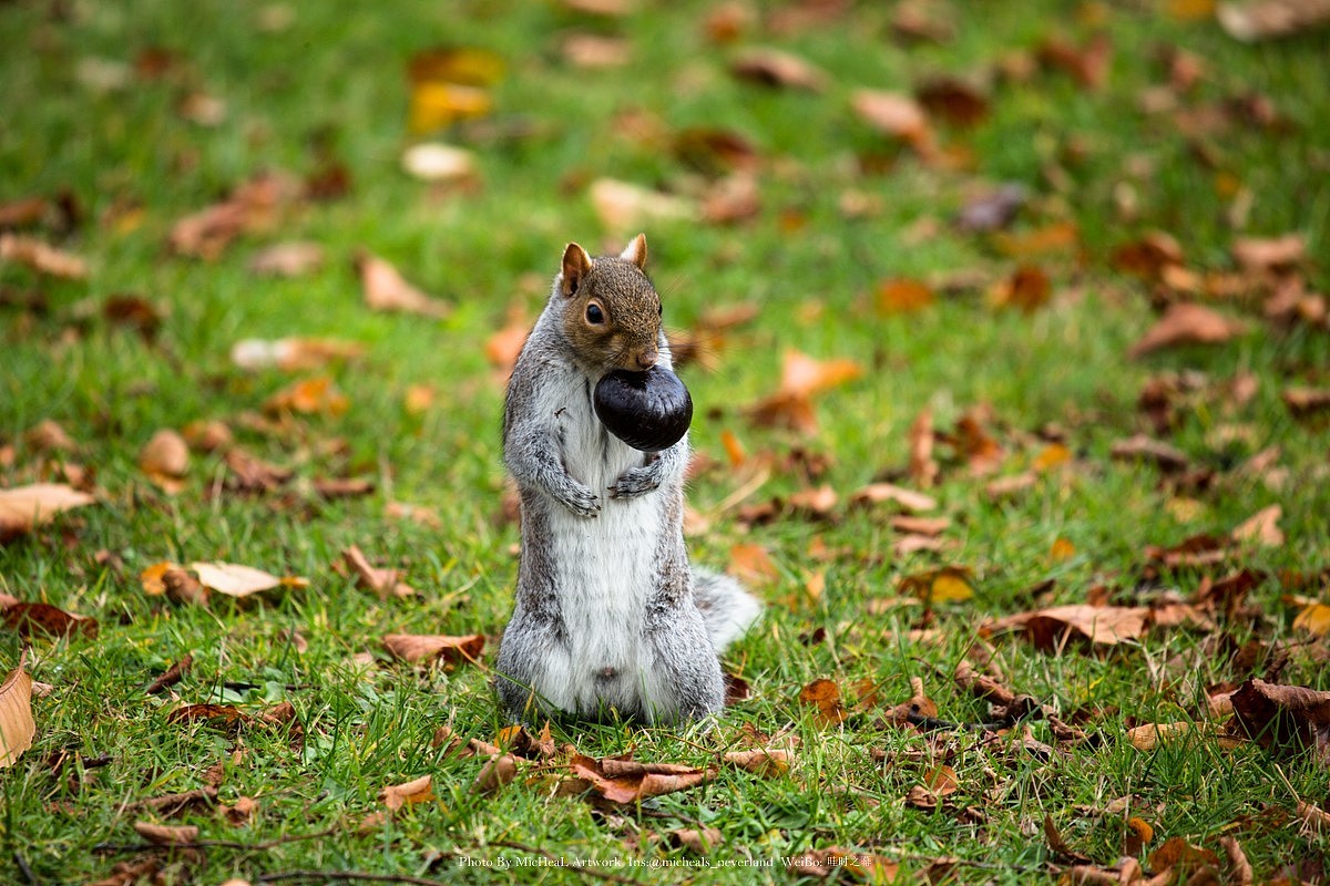 海德公园里，不，整个英国的大部分绿地中，松鼠都占据着食物链的高段，各个又肥又壮，还明目张胆……如同他们的鸭群冲击一般，都是放养任性纵容而养成的骄纵习惯！（oh其实也没怎么得罪我只是看他们的横行气魄很想找茬hhhh尤其是一群鸭鸭冲向你你只能跑的时候……）
