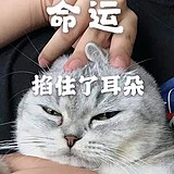 追光设的头像