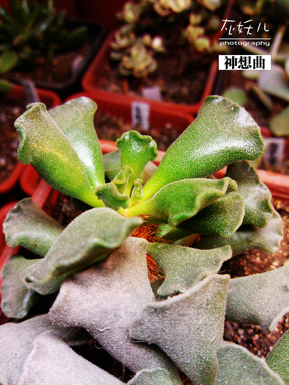 我家美丽的多肉植物（图ZOTU0NTk0OA==） - 其他摄影 - 站酷设计师灰妖儿原创素材 - 站酷ZCOOL