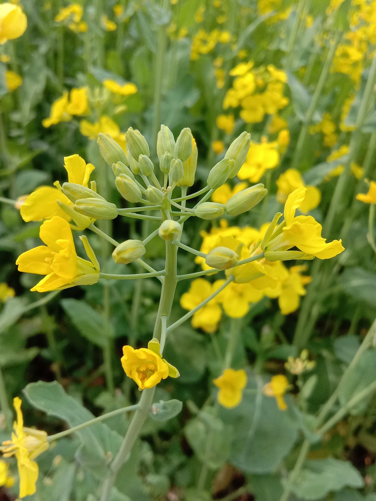 春息（圖ZMjA0MzU3OTM2） - 風光攝影 - 站酷設(shè)計師檸檬小店原創(chuàng)素材 - 站酷ZCOOL