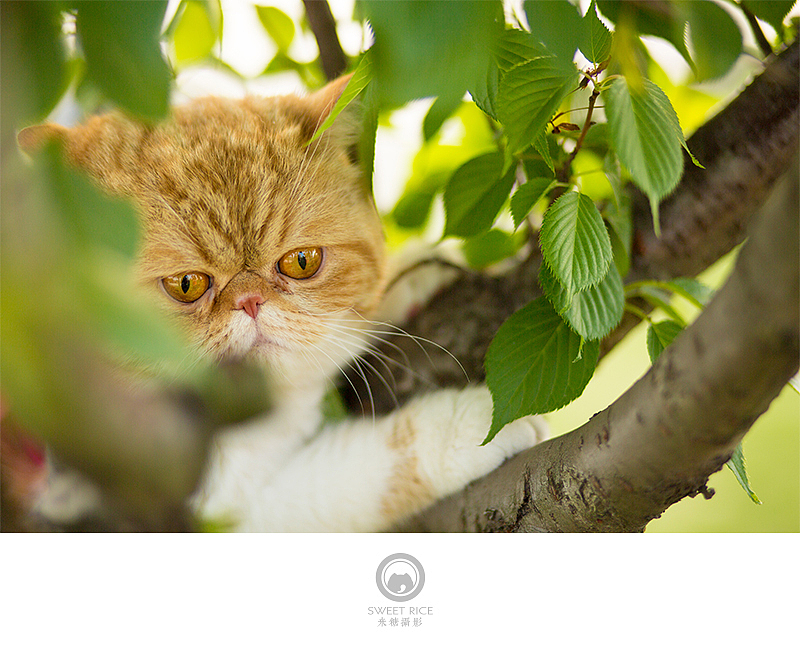 加菲阿宝和乱入的东西（图ZNDY1NjQ1MDg=） - 宠物摄影 - 站酷设计师挂糖原创素材 - 站酷ZCOOL